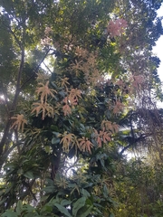 Triplaris americana