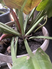 Spathiphyllum wallisii