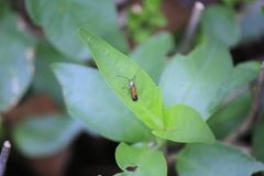 Neoheliodines hodgesi