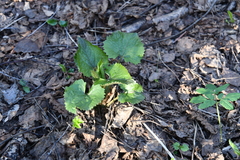 Lunaria rediviva