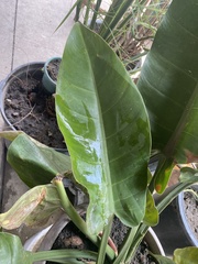 Spathiphyllum wallisii