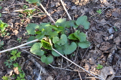 Lunaria rediviva