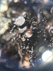 Cornicularia normoerica