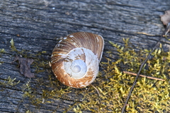 Helix pomatia