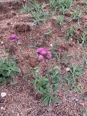 Campuloclinium macrocephalum