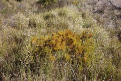 Serruria foeniculacea