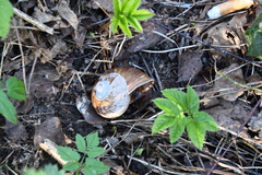 Helix pomatia