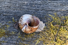 Helix pomatia