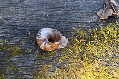 Helix pomatia