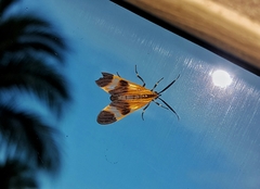 Dycladia