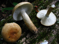 Russula ballouii