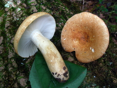 Russula ballouii