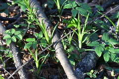 Rabelera holostea