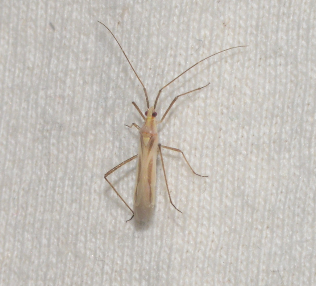 Chaetofoveolocoris