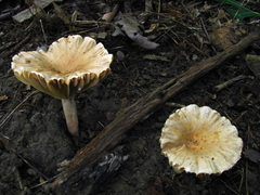 Lactarius subplinthogalus