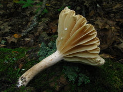 Lactarius subplinthogalus