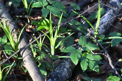 Rabelera holostea