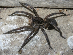 Lycosa erythrognatha
