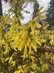 Forsythia suspensa
