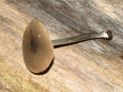 Pluteus cyanopus