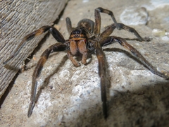 Lycosa erythrognatha
