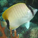 Reef Butterflyfish - Photo (c) Kevin Bryant, some rights reserved (CC BY-NC-SA)