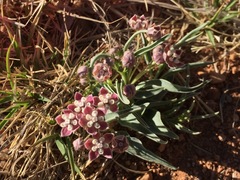 Asclepias uncialis