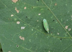 Linnavuoriella arcuata