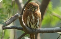 Glaucidium peruanum