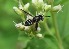 Hoplitimyia subalba