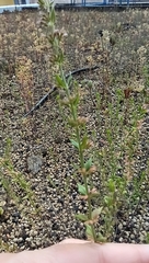 Micromeria graeca