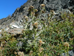 Cirsium cymosum canovirens