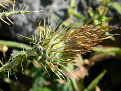 Cirsium cymosum canovirens