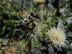 Cirsium cymosum canovirens