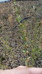 Micromeria graeca
