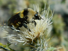 Cirsium cymosum canovirens