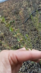 Micromeria graeca