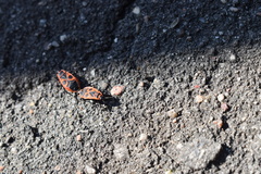 Pyrrhocoris apterus