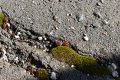 Pyrrhocoris apterus