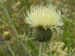 Cirsium brevifolium