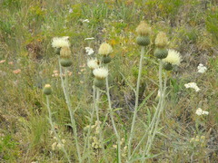 Cirsium brevifolium