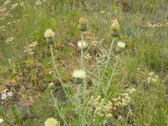 Cirsium brevifolium