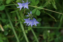Veronica dalmatica