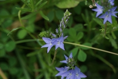 Veronica dalmatica