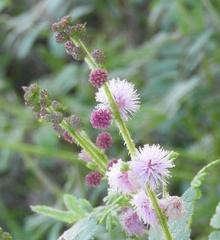 Mimosa diplotricha