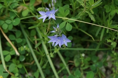 Veronica dalmatica