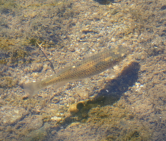 Fundulus rathbuni