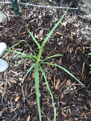 Eryngium yuccifolium