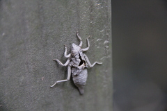 Arigomphus