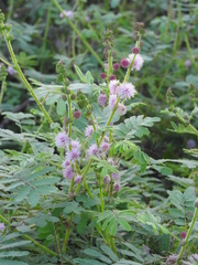 Mimosa diplotricha